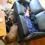 Janie Higgins - @15pawspack - Instagram