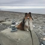 Janie O'Donnell - @lovingshelties - Instagram