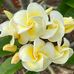 Janine Cameron - Facebook
