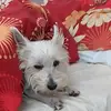 janinecrowe90 - @crowe_family - TikTok