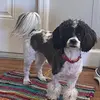 Janine Harper Mencha - @puppylovermom - TikTok