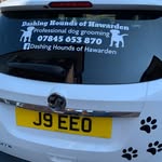 Janine Jackson - @dashing_hounds_of_hawarden - Instagram