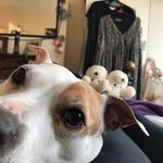 Janine Lambert - @janine.lambert.12 - Instagram