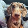 Janine Shaw - @thelifeofbellathesausage - TikTok