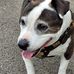 Janine Shaw - Facebook