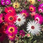 Janine Thomson - @janinethomson094 - Instagram