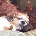 Janine Thomson - @janine_thomson_art_and_crafts - Instagram