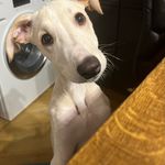 Janine Watson - @dinosaurthepup - Instagram