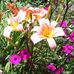 Janine Webster - Facebook