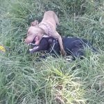 Janis + Black Pancho - @dogosaurios - Instagram