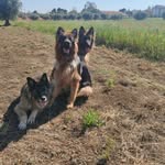 Janis & Bolt & Bowie - @madre_de_pastores - Instagram