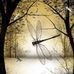 Janis Brewer - Facebook