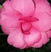 Janice Chaney - Facebook
