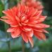 Janis Chaney - Facebook