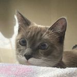 almendra, janis y cherry - @gaturros_cosmicos - Instagram