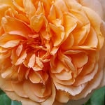 Janice Clements - @janwmclements69 - Instagram