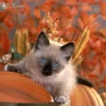 Janice Sommer Clutter - @clutter.janice - Instagram