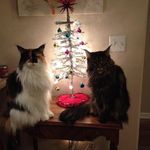 Janice Collier - @david.collier.3114 - Instagram