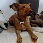 Janis & Fox - @janis_and_fox - Instagram