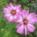 Janis Gilbert - Facebook