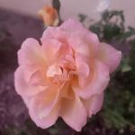 Janice Gilmore - @barney119922 - Instagram