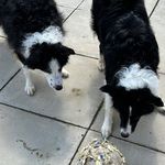 Janice Gilmore - @janice_gilmore - Instagram