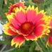 Janis Kenyon - Facebook