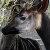 JanisMannQK73536 - @janismannqk73536 - TikTok