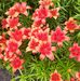 Janie McBride - Facebook