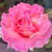 Janie Mcmahon - Facebook