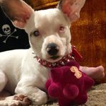 Janice Patton - @therealpearlbunny - Instagram