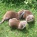 Janis Pedersen - Facebook