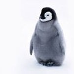 Janice Phelps - @janice_a_penguin - Instagram