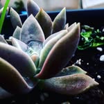 Janis rock - @mar_ita34 - Instagram