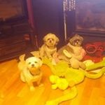 Janis Rodgers - @janis.rodgers.58 - Instagram