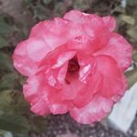 Janis Rogers - @janis.rogers.9 - Instagram