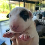Jimi + Janis + Descendencia - @jimiyroberta - Instagram