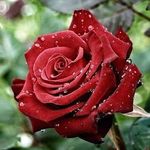 Janis Rose - @janis.rose.nz - Instagram