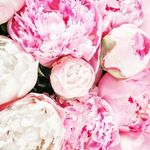 Janis Rose Shibu - @jan_is_rose - Instagram