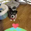 Janice Rossi - @janice.rossi - TikTok