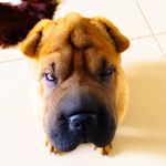 Janis - @janis.sharpei - Instagram