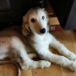 Janis Sharp - @gershwin_afghanhound.uk - Instagram
