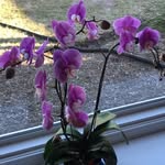 Janis Swanson - @babsswanson62 - Instagram