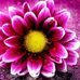 Janis Travis - Facebook