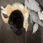 @janis_and_walter - Instagram