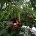 Janny Chowdhury - Facebook