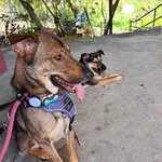 Janny Ho - @kaka_egg_mongrel - Instagram