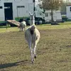 @janospal - @paljancsika - TikTok