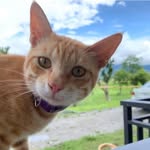 Janson Lee - @janson6108 - Instagram