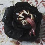 Janus Blacklight - @janus_blacklight - Instagram